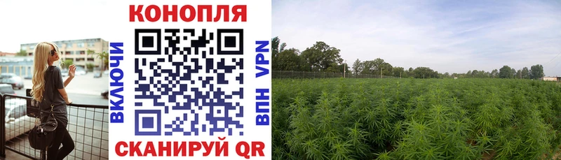 где можно купить Павловская Канабис индика